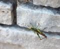 IMG_0995 grasshopper on wall